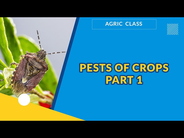 PESTS OF CROPS PART 1  | AGRICULTURAL SCIENCE | EXAMGUIDE