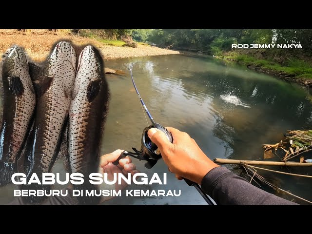 AIR SUNGAI MULAI SURUT‼️SAAT NYA MANCING IKAN GABUS