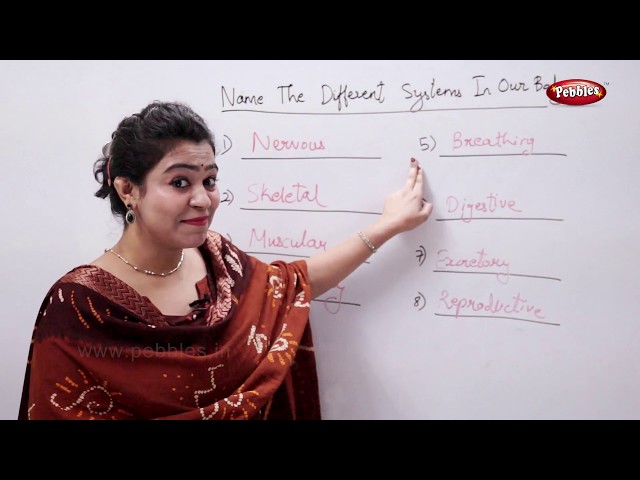 CBSE Class 3 Science : The Human Body  | Different Systems in body  | Science Activities For Kids