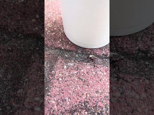 Giant leaf footed bug/wheel bug nymph (Acanthocephala declivis)