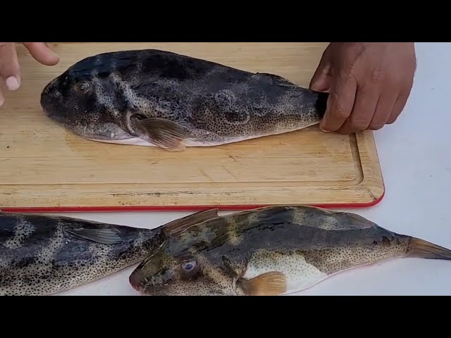 This is how you can clean a puffer fish (boat)