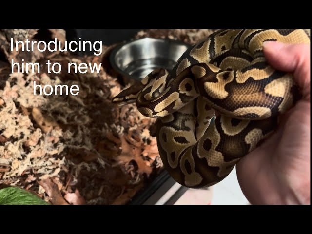 Introducing him to his new enclosure 