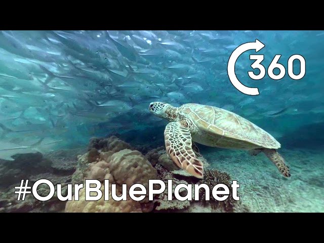 Turtle-y Awesome 360° 🐢  #OurBluePlanet | The Travel Edit