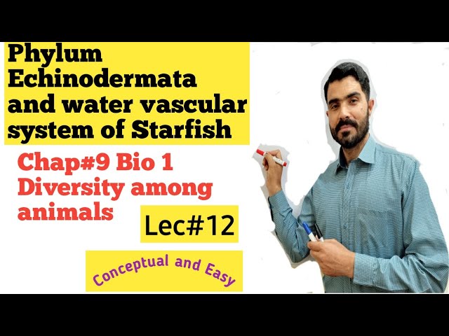 Phylum Echinodermata and water vascular system of Starfish full explanation Lecture 12