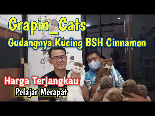 Affordable BSH Cat Prices ❗ Grapin_Cats Special BSH Cinnamon