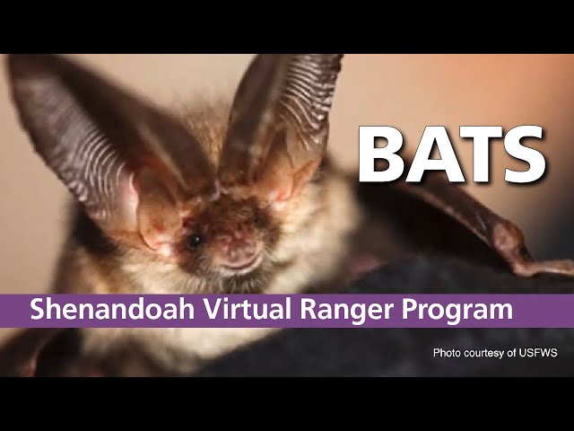 Virtual Ranger Program: Bats