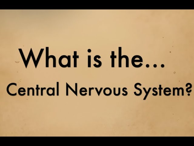 What is the Central Nervous System | Bite Sized Psychology | Neuroscience