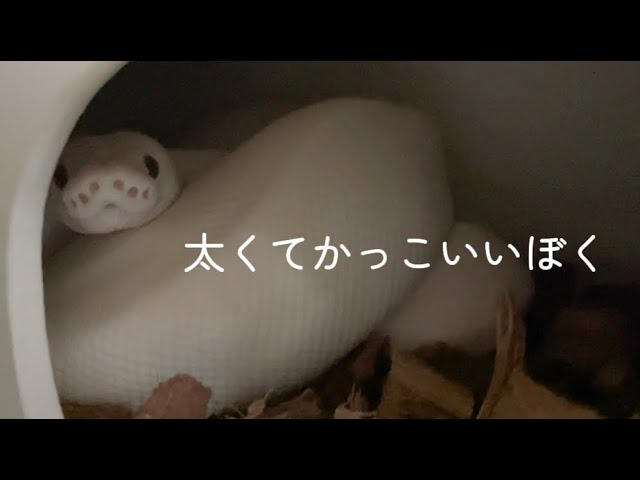 110.ゆる💩して🐹をおねだりしてパトロールする白蛇ちゃん