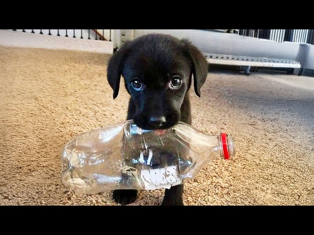 Cachorros Dramáticos Que Merecen un Oscar 😂 Los Perros Más Divertidos de 2026