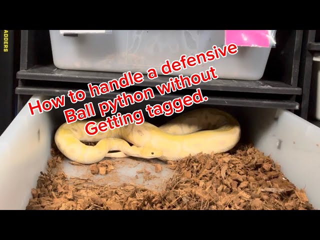 How to handle a defensive ball python without getting tagged.   