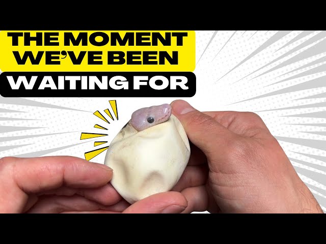🐍The Moment We’ve Been Waiting For! FULL HATCHING VIDEO!! 🐍