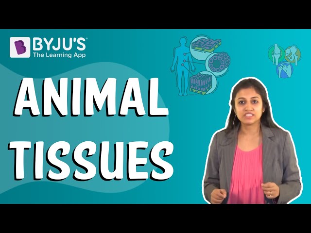 Animal Tissues