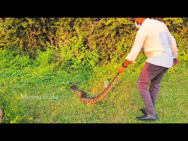 #Indian #rock python release &.3 other snake(7396969617)