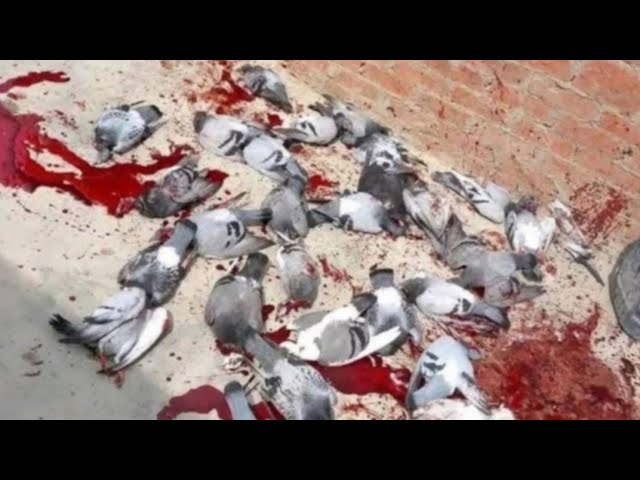 Easy Underground Pigeon Trap Using Paper And Can_ How To Make Bird Trap