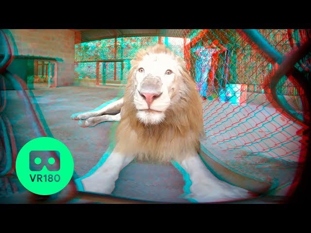 Toqué a este león *FUE DEMASIADO*