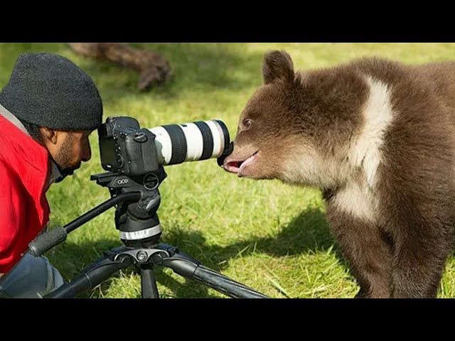 When Animals Turn Into Comedians Photographers Simply Can’t Handle 🤪
