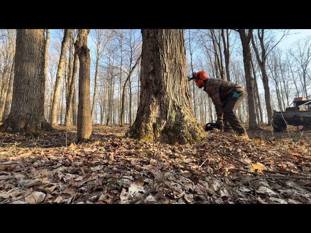 This is Sustainable Logging 