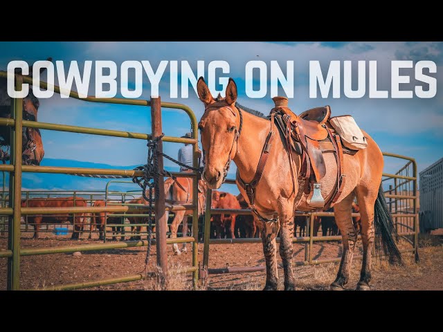 We Ranch on Mules, Not Horses — What Yellowstone Got Wrong