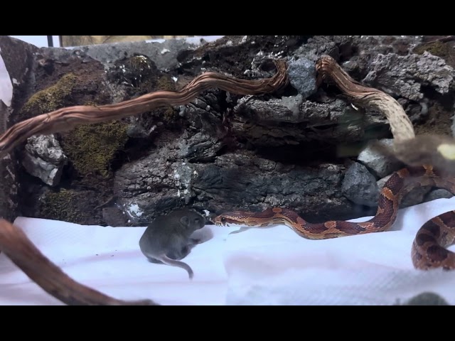 @Snake @Cornsnake33 @WestsideReptiles @thereptilezoo