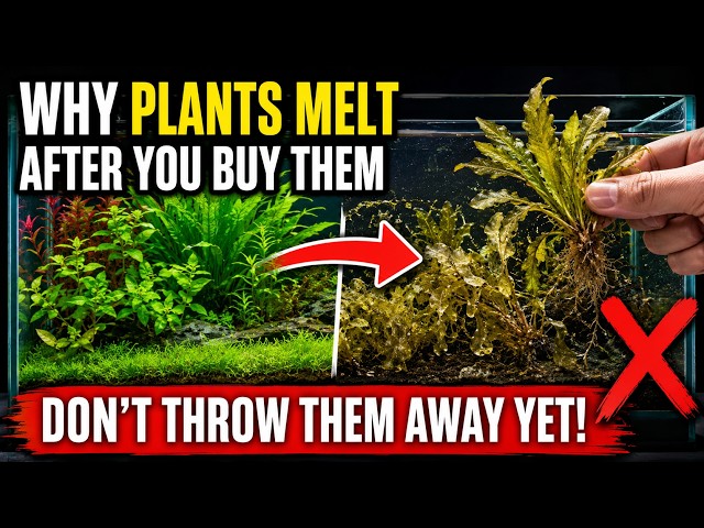 Why Aquarium Plants Melt After You Buy Them — Don’t Throw Them Away