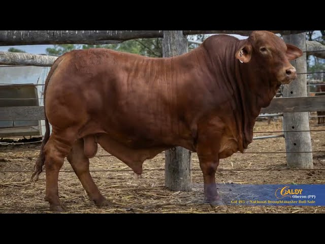 Lot 193 - Caldy Oberon (PP)- Droughtmaster National Bull Sale - Wednesday 16th September 2026 -CQLX