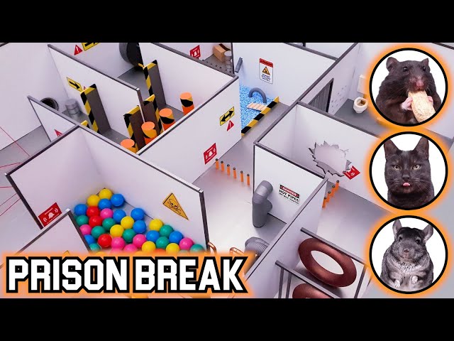 EXTREME PRISON BREAK challenge for ANIMALS - Will pets ESCAPE?