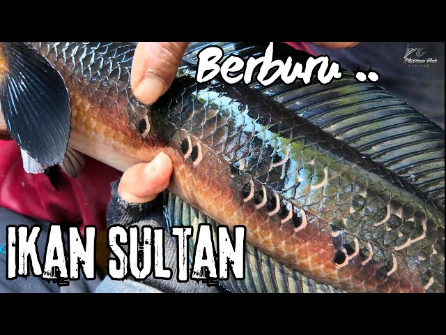 ONLY THE LUCKY ONES CAN CATCH THIS FISH .. !!! .. 😍😍🥰