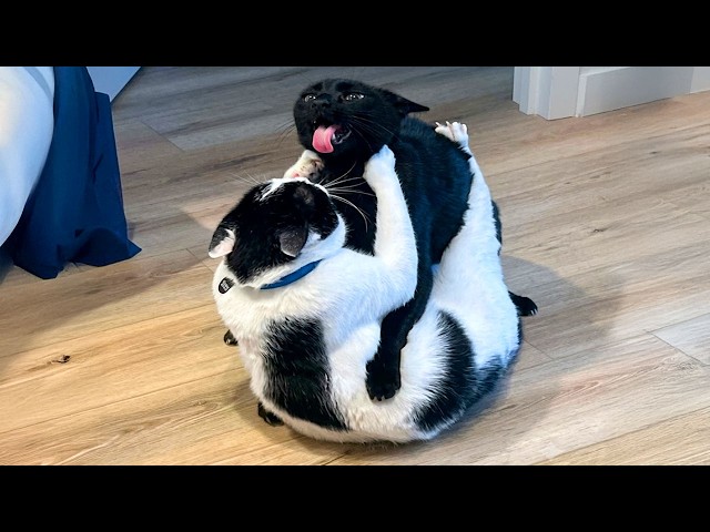 These Cats Can't Control Themselves! 🤣 NEW Funny Cat Videos 2026