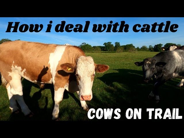 Cows Bull running on footpath how i deal with curious aggressive Mad farm cattle avoid being killed.