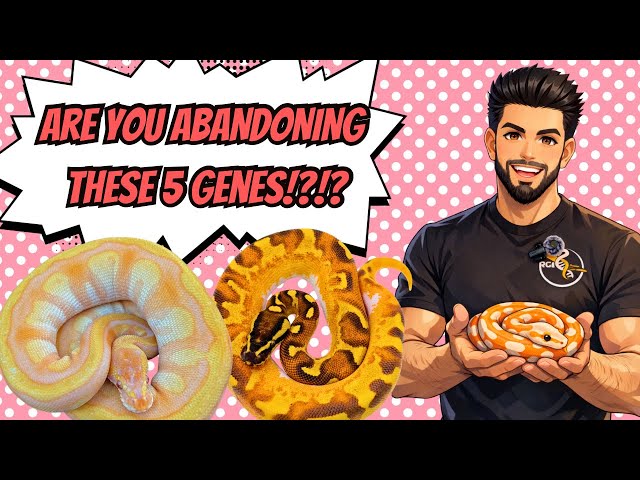 5 Ball Python Morphs Everyone Is ABANDONING… Will It Be A MISTAKE?