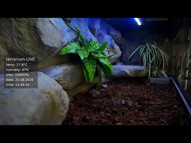 terrarium-LIVE 🔴 20/08/2026 🐍 Ball Python Regius Snake