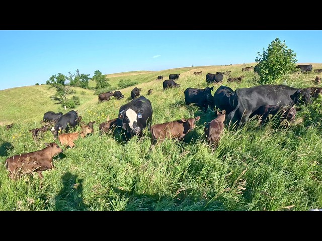 Day In The Life On A South Dakota RANCH!