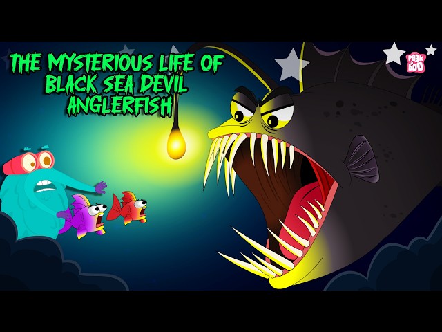 The Black Sea Devil | Life of Deep Sea Devil Anglerfish | Creepiest Fish in The Ocean | Dr. Binocs