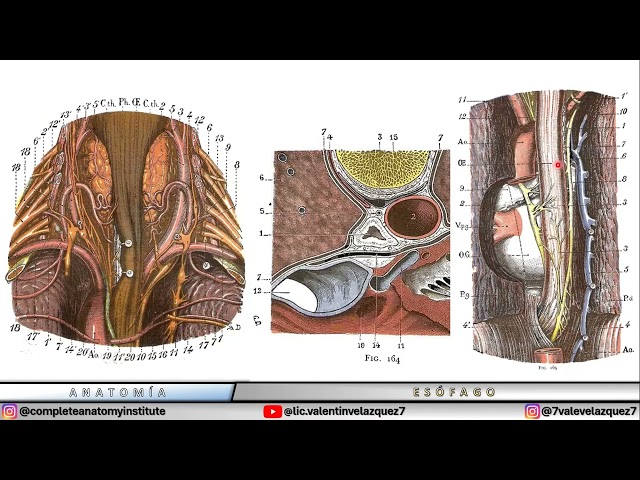 ESOPHAGUS | Testut & Latarjet 1988 | Aortoesophageal ligament of Micas and Lejars, interpleural l...