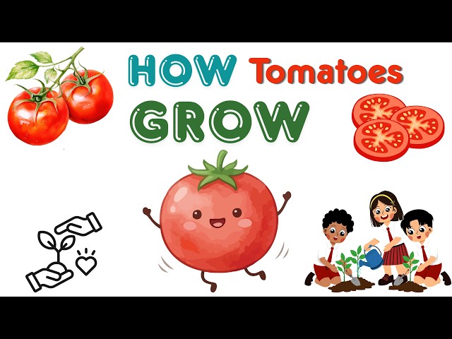 Fun Facts about Tomatoes| Learn to grow them at home from The Love and Learning Farm