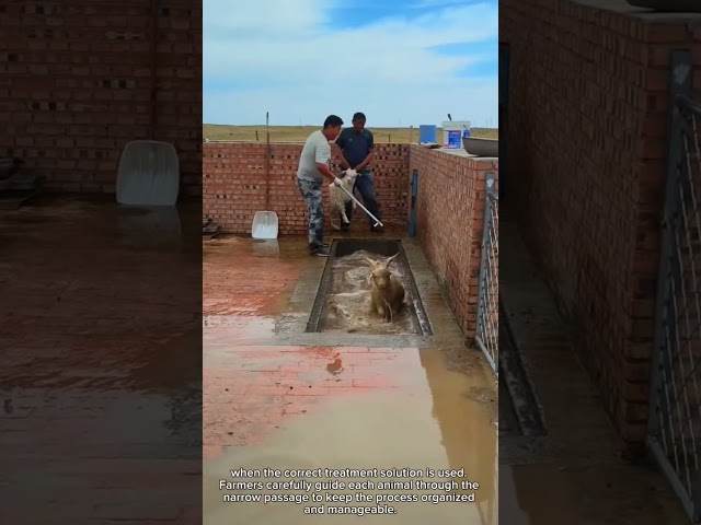 Why Farmers Guide Sheep Through This Special Bath #rurallife #livestocklife #farming