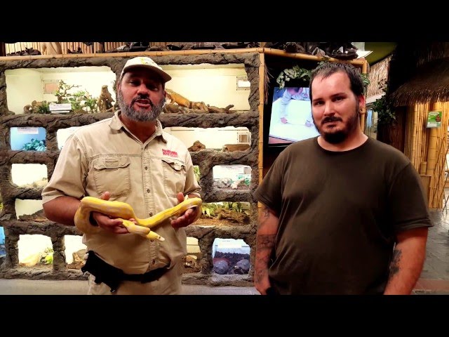 Slow Growing Retic Makes Good Babies