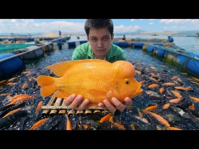 From Aquarium, Now Taal Lake's Most Invasive! (Midas Cichlid)