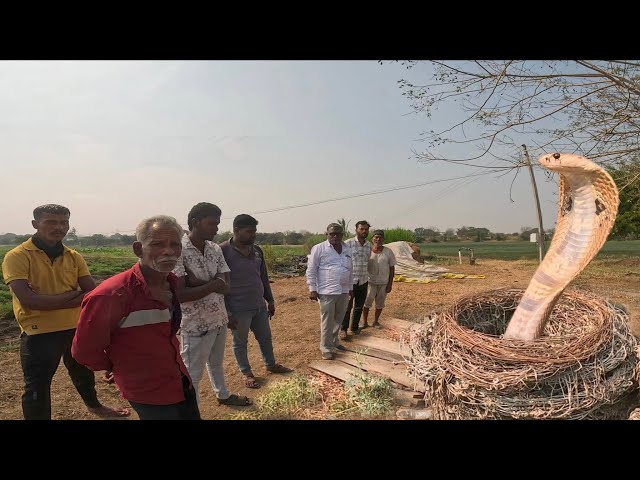 इस गांव में घाटी विचित्र घटना ने पूरे गांव को हैरान कर दिया,दो साल पहले घर में निकला सांप आज फिर आया