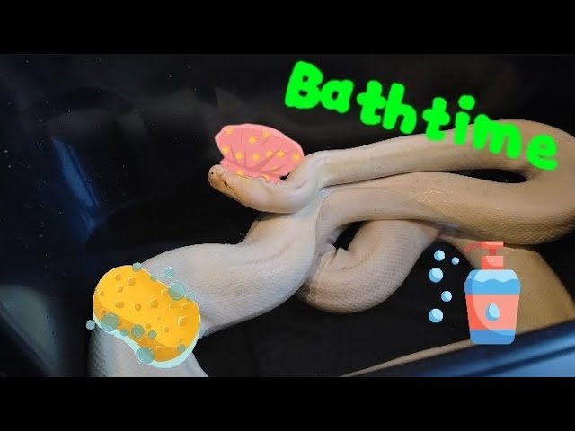 Giving my 10ft snake a BATH!