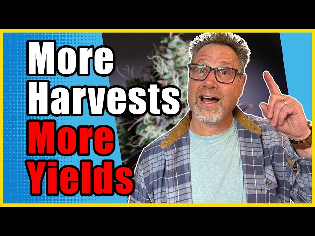 Doubling My Yields Got Easy Once I Added THIS To My Grow