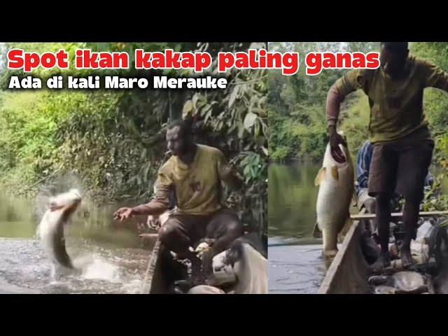 Luar biasa! Mancing ikan kakap pake umpan udang  dapatnya Monster" semua. 