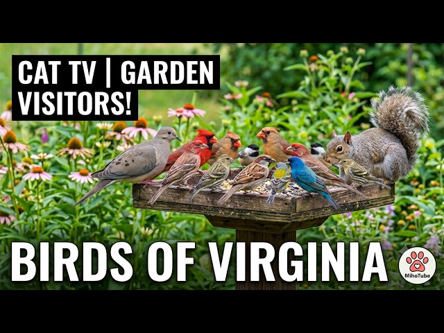 [Cat TV] 🐦 Relaxing Backyard Bird Cam For Bored Cats | 2026.08.06