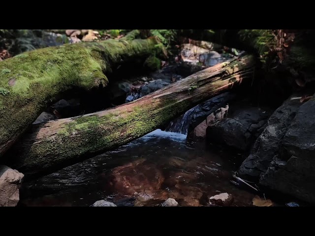 Relaxing Piano Music – Healing Vibes & River Flow for Stress Relief and Meditation