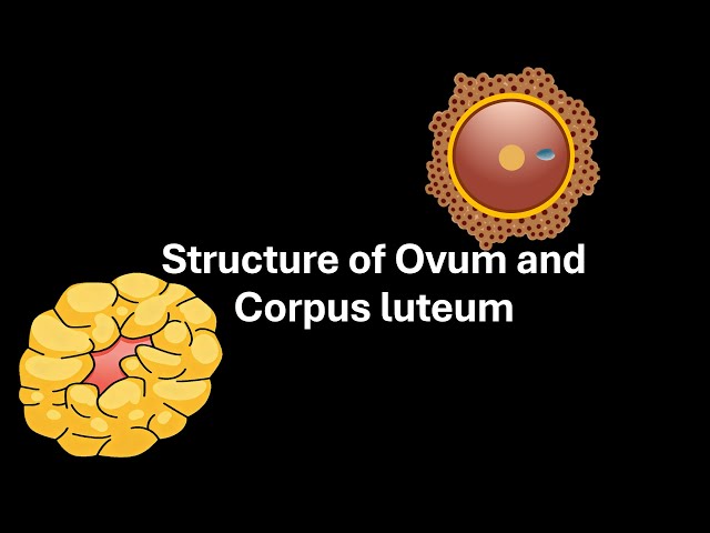 Structure of ovum and corpus luteum | Human Reproduction | Class 12 | Zoology | Telangana