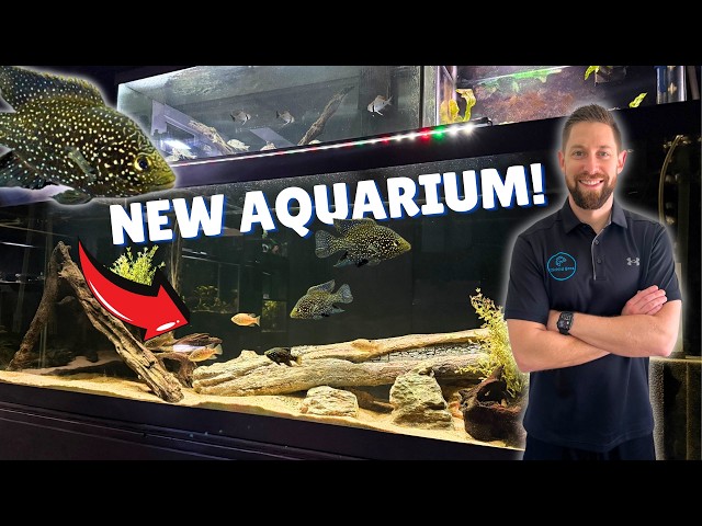 New 125 Gallon Cichlid Tank Setup + Massive Fish Room Upgrades!