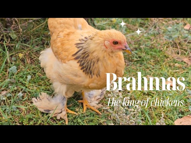 Why you should add Brahma chickens to your homestead.