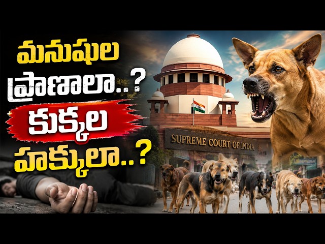 కుక్కలపై సుప్రీం కోర్టు సంచలన తీర్పు! QnewsHD