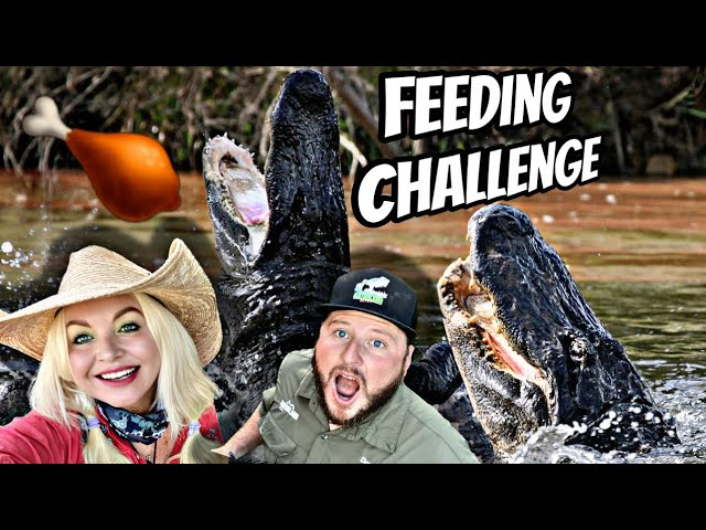 Huge Alligator Feeding Challenge‼️‼️‼️