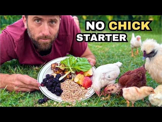 Raising Healthy Chicks WITHOUT Chick Starter Feed | Natural Feeding for Chickens